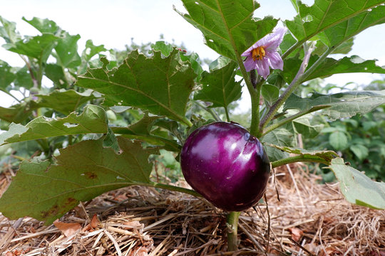 Violet eggplant on a flowering bush. Mulched aubergine bush. Straw in the garden under the plant. Organic vegetable production.