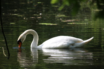 Swan