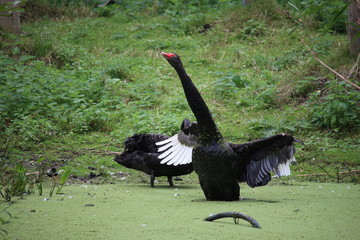 Black Swan Angry
