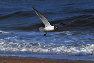 Flight of the Seagull