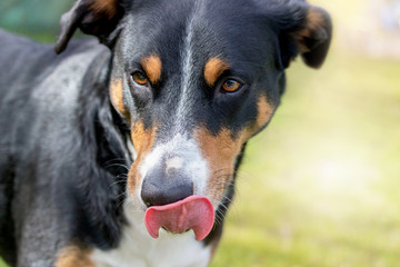 Appenzeller Sennenhund 
