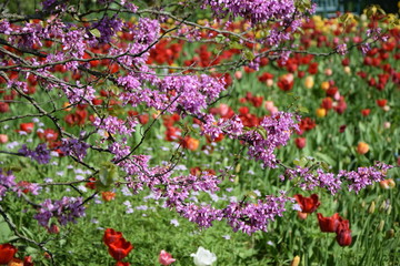 Tulpen in einem Garten