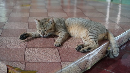 A tiger cat sleep on linoleum floor.