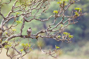 falco pellegrino su ramo nel parco nazionale in Africa Tanzania