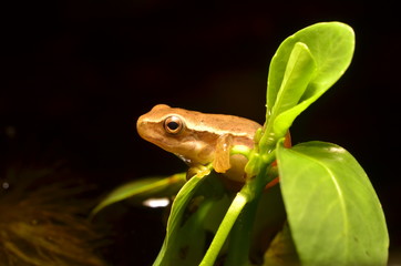 nature south america