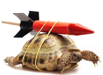 Turtle with a rocket strapped to its