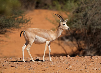 Female Arabian sand gazelle (Gazella marica), Arabian Peninsula  .