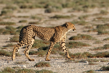 An alert cheetah (Acinonyx jubatus) out on the hunt, Etosha National Park, Namibia.