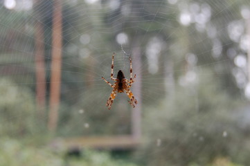 spider on the web