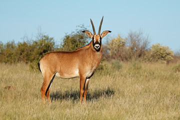 A rare roan antelope (Hippotragus equinus) in natural habitat, South Africa.
