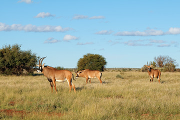 Naklejka na ściany i meble Rare roan antelopes (Hippotragus equinus) in natural habitat, South Africa.