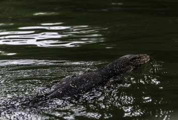 Water Lizard