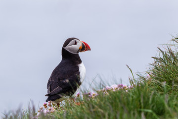 Pulcinella di mare fratercula arctica delle isole shetland