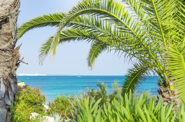 Fototapeta na wymiar Palm trees on the beach. Santa Eulalia, Portugal