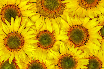 background autumn with sunflowers close-up. Background of sunflowers.