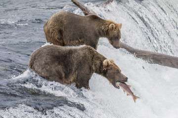 Brown Bear Catching Salmon at Brooks Falls in Alaska