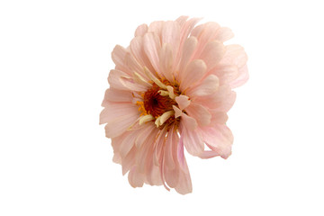 beautiful zinnia flower isolated on the white