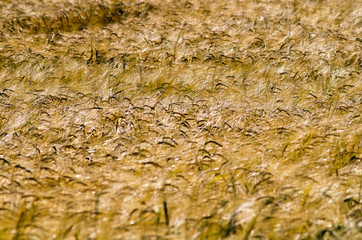 Golden barley field at sunny day. A wonderful field of mature harvest ready barley. Backlight landscape.
