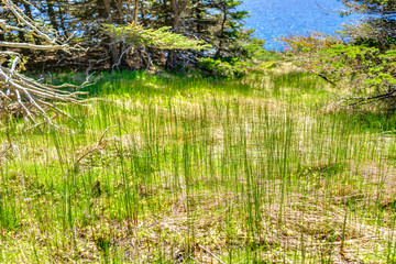 Obraz premium Tall bright green grass on trail in Bonaventure Island, Quebec, Canada by Perce in Gaspesie area