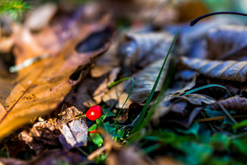 Macro closeup of red wintergreen teaberry, patridgeberry, or lingonberry berries on ground with green leaves covering in West Virginia