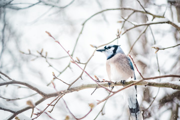 Closeup of one blue jay, Cyanocitta cristata, bird sitting perched on tree branch during heavy winter snow vintage colorful in Virginia, snow falling