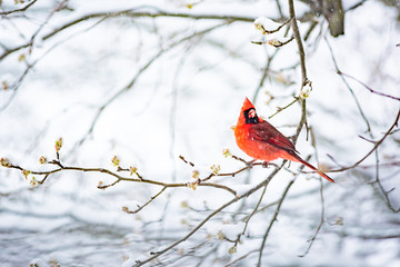 Closeup of one vibrant saturated red northern cardinal, Cardinalis, bird sitting perched on tree...