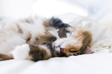 Macro closeup of happy cute sleepy calico maine coon cat lying on bed on back exposing fluffy stomach in bedroom, rest messy sheets fur