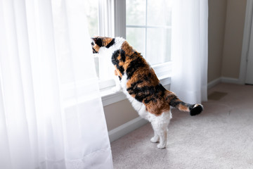 Funny one calico cat leaning on windowsill window sill standing on hind legs trick looking up watching between curtains outside