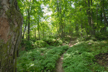 Trail within the Bruce Trails Splitrock Narrows