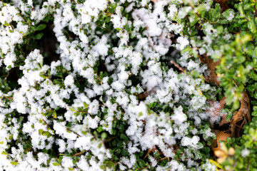 Snow flakes on green decorative house home shrub macro closeup flat top view down during blizzard storm