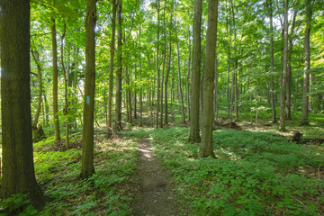 Trail within the Bruce Trails Splitrock Narrows