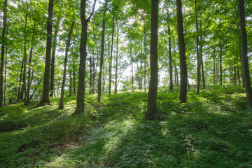 Peaceful Forest View within the Bruce Trails Splitrock Narrows