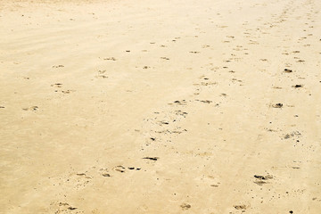 Hoof and foot prints in the sand