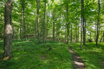 Trail within the Bruce Trails Splitrock Narrows