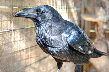 Black bird raven with open beak sitting on the stone.