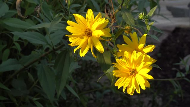 Topinambur, Erdbirne (Helianthus tuberosus) 