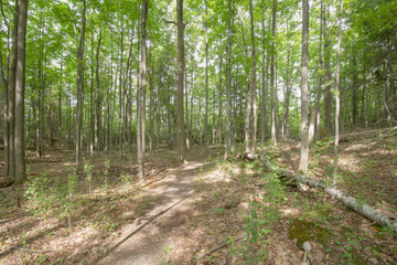 Trail within the Bruce Trails Splitrock Narrows