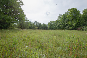 Peaceful Open Field View within the Bruce Trails Splitrock Narrows