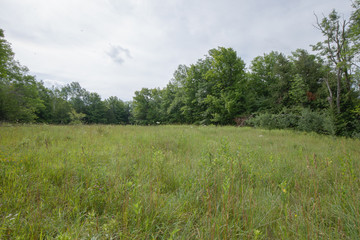 Peaceful Open Field View within the Bruce Trails Splitrock Narrows