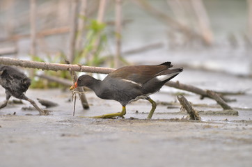 nature south america