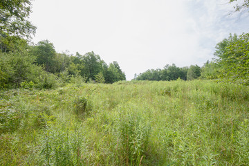 Peaceful Open Field View within the Bruce Trails Splitrock Narrows