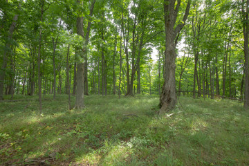 Peaceful Open Forest View within the Bruce Trails Splitrock Narrows