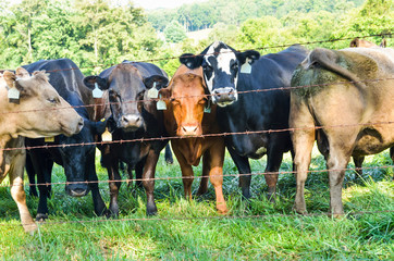 Many jersey cows staring through wire fence with number tags in ears