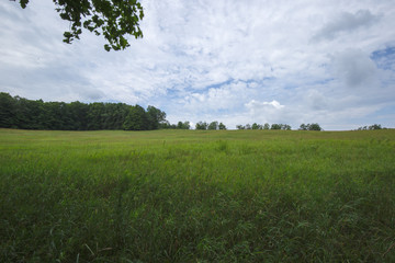 Peaceful Open Field View within the Bruce Trails Splitrock Narrows