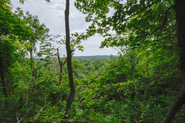 Peaceful Open Forest View within the Bruce Trails Splitrock Narrows