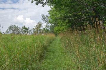 Peaceful Open Forest View within the Bruce Trails Splitrock Narrows