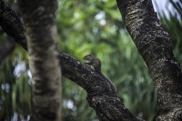 squirrel