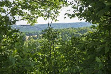 Peaceful Open Forest View within the Bruce Trails Splitrock Narrows