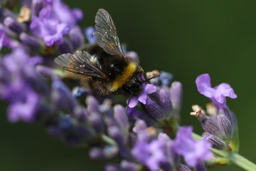 Bee at a flower
