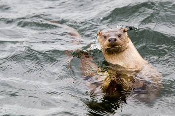 Lontra alle isole Shetland